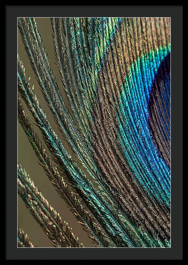 Peacock Plumage Elegance
