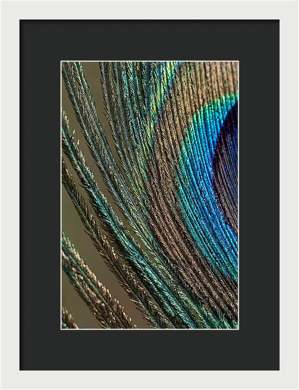 Peacock Plumage Elegance