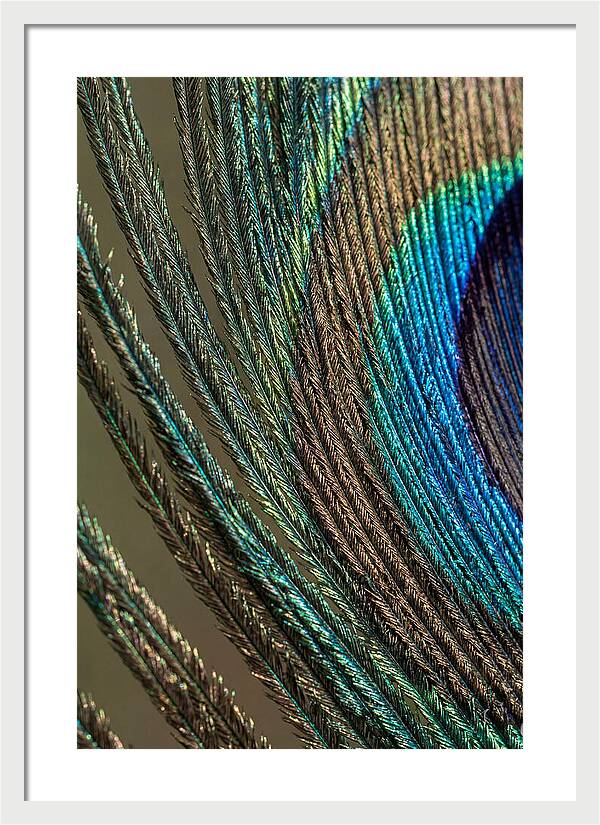 Peacock Plumage Elegance
