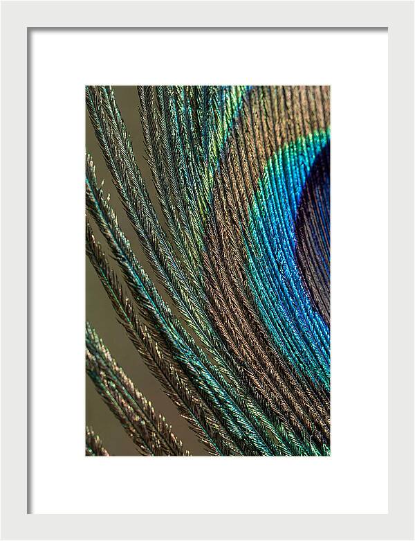 Peacock Plumage Elegance