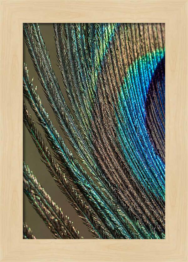 Peacock Plumage Elegance