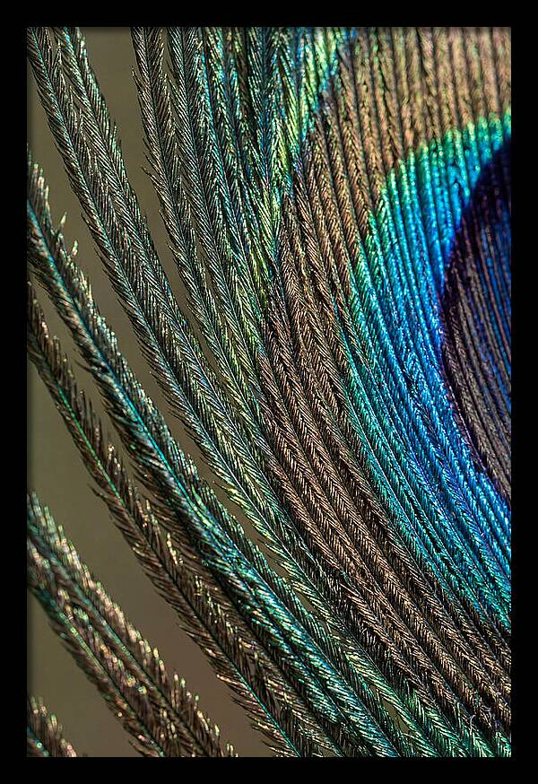Peacock Plumage Elegance