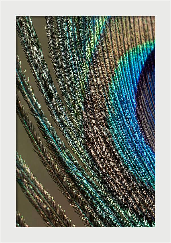 Peacock Plumage Elegance