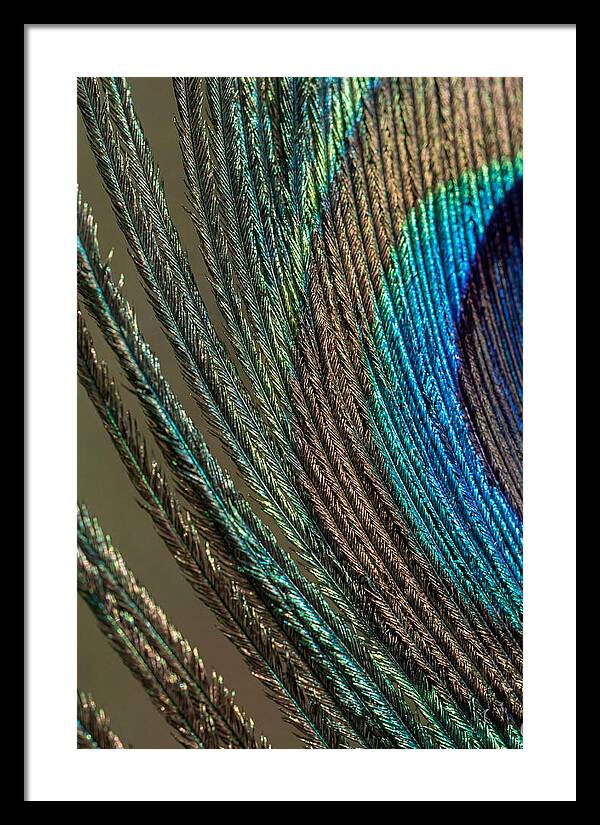 Peacock Plumage Elegance