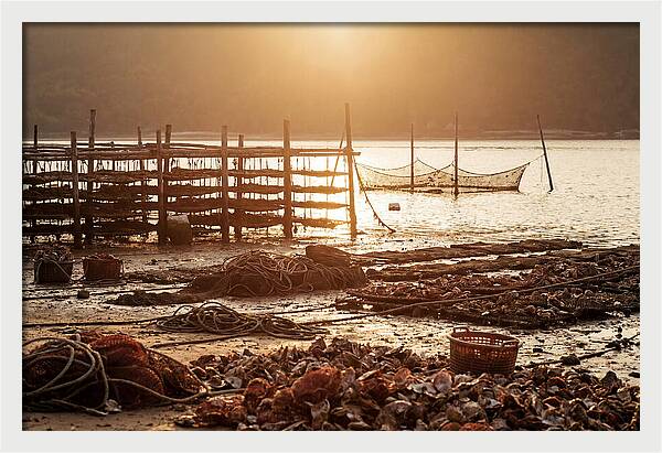 Pearl Farm Harvest At Dusk