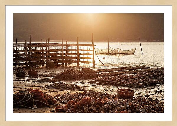 Pearl Farm Harvest At Dusk