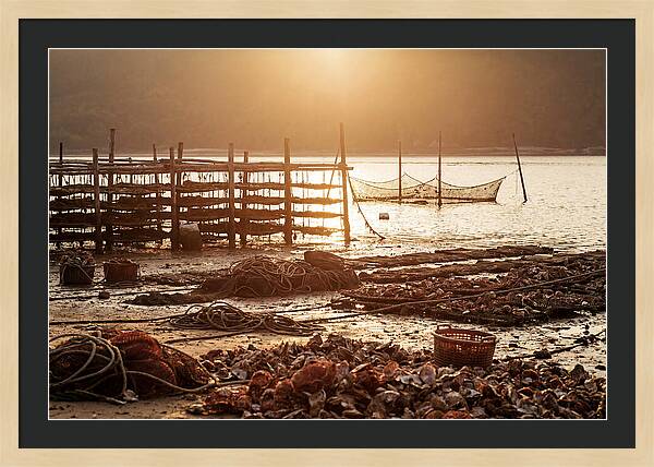 Pearl Farm Harvest At Dusk