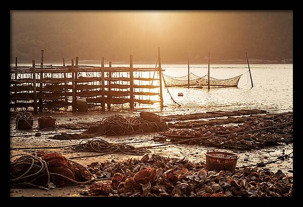 Pearl Farm Harvest At Dusk