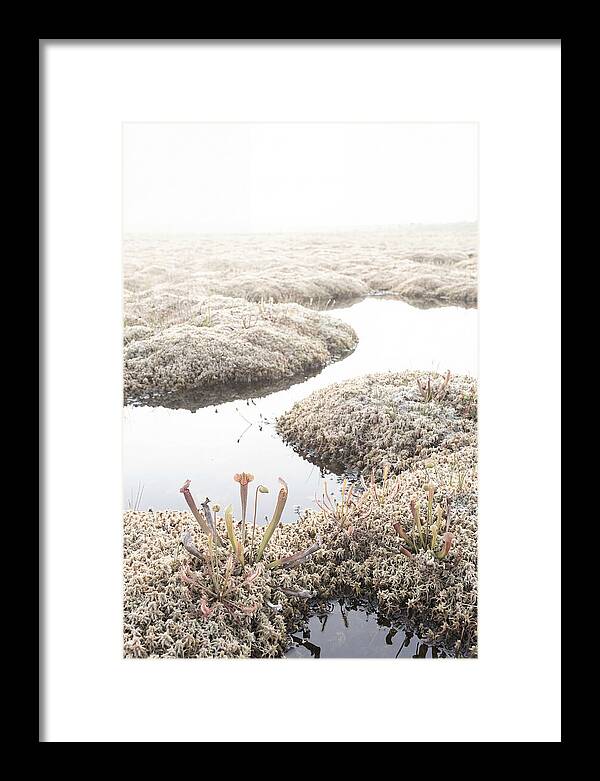 Peat Moss Bog Serenity