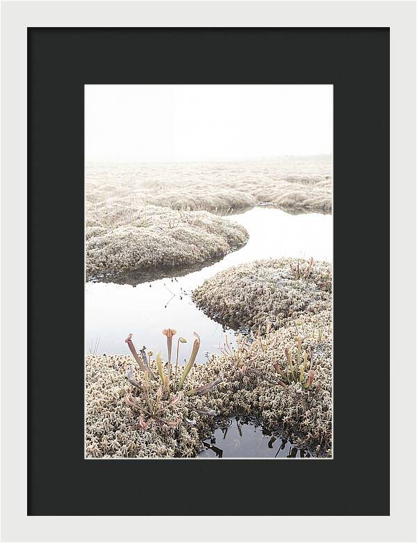 Peat Moss Bog Serenity