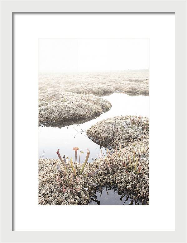 Peat Moss Bog Serenity