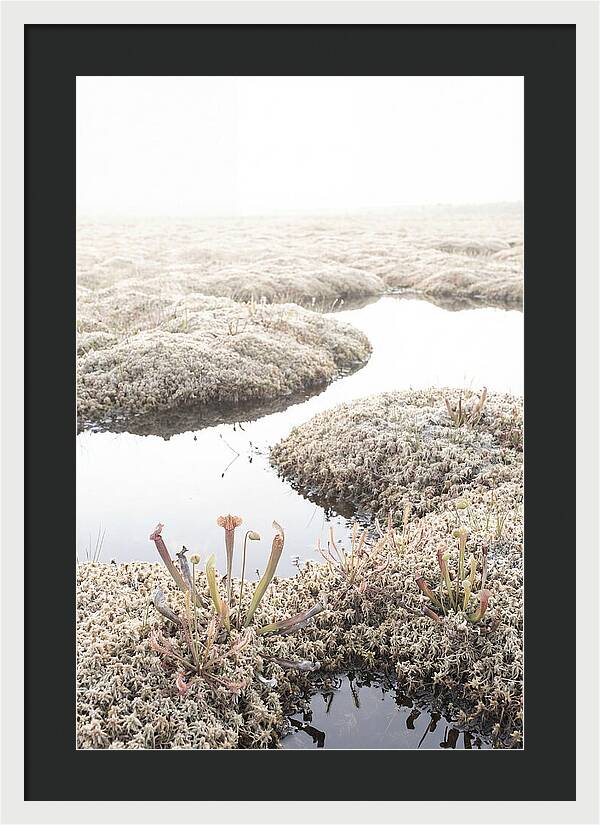 Peat Moss Bog Serenity