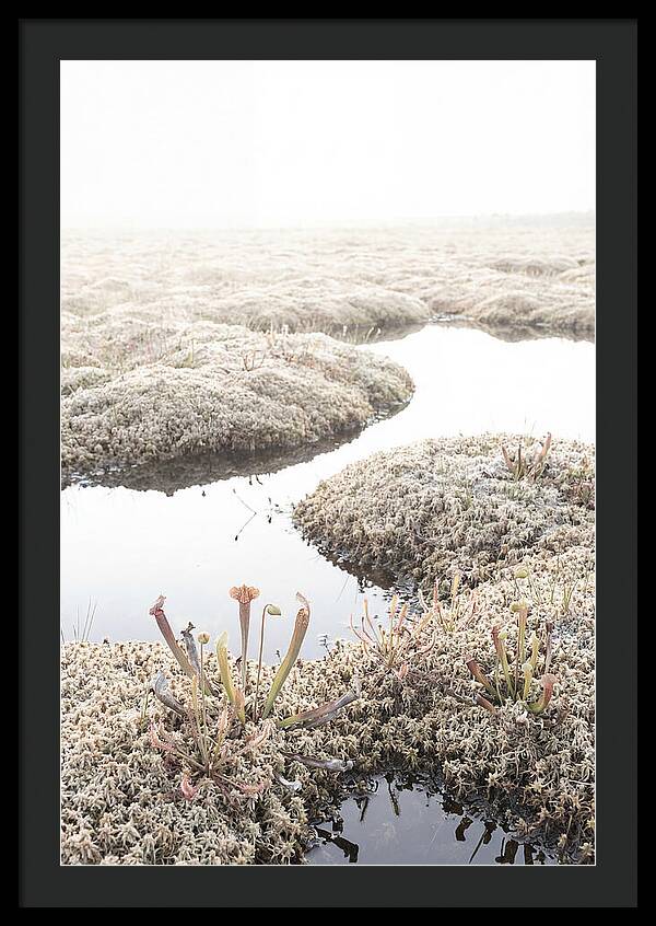 Peat Moss Bog Serenity