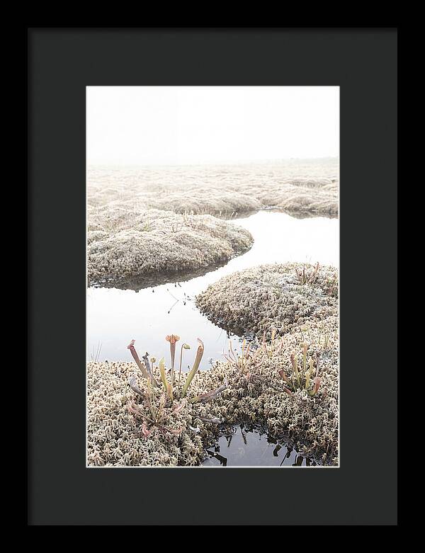 Peat Moss Bog Serenity