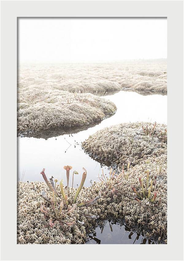 Peat Moss Bog Serenity