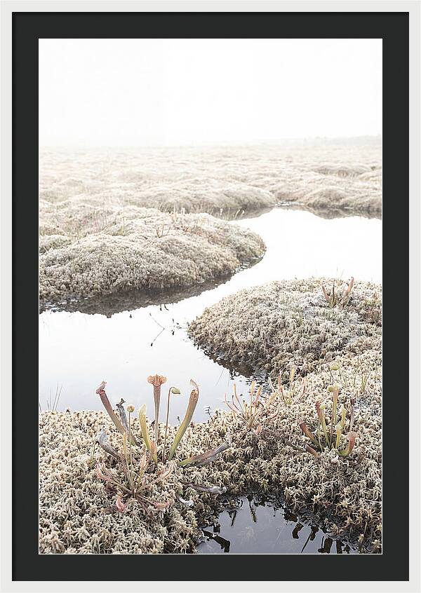 Peat Moss Bog Serenity