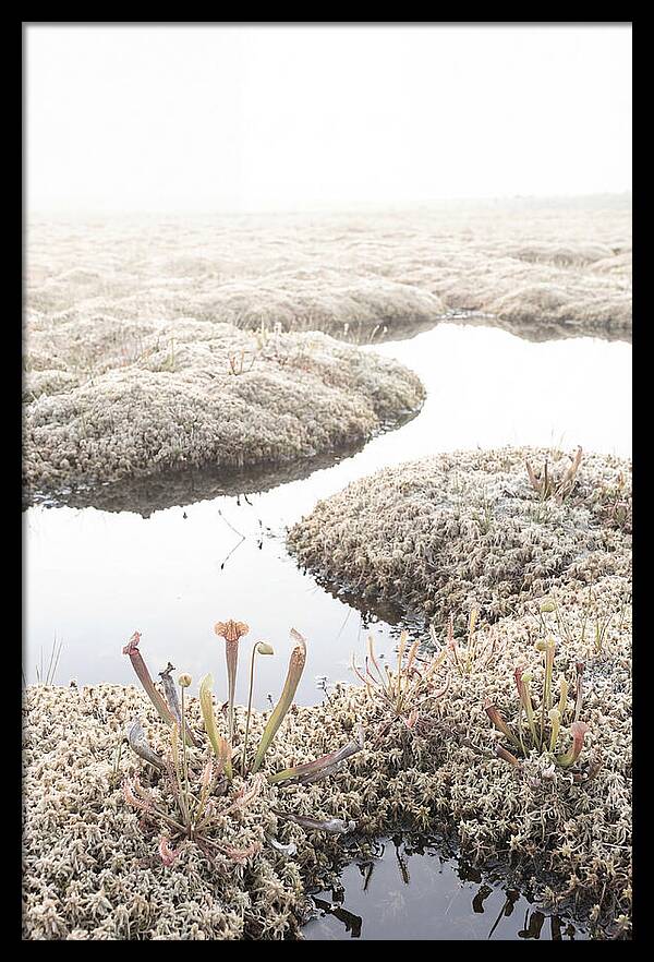Peat Moss Bog Serenity