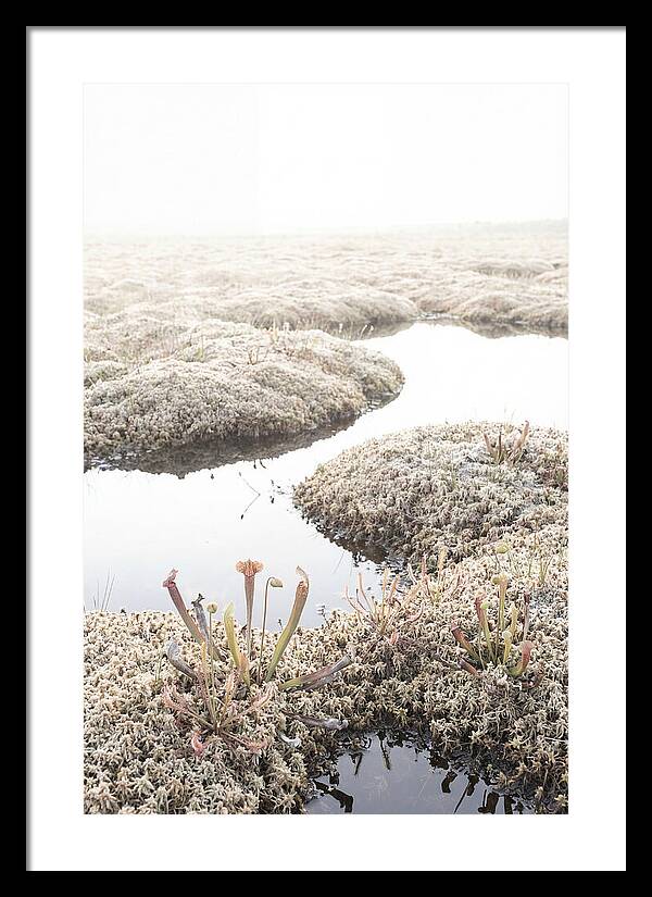 Peat Moss Bog Serenity