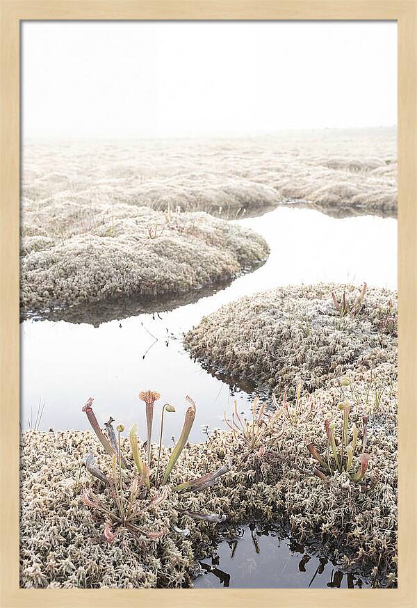 Peat Moss Bog Serenity
