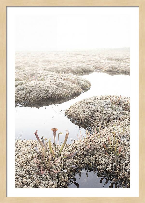 Peat Moss Bog Serenity