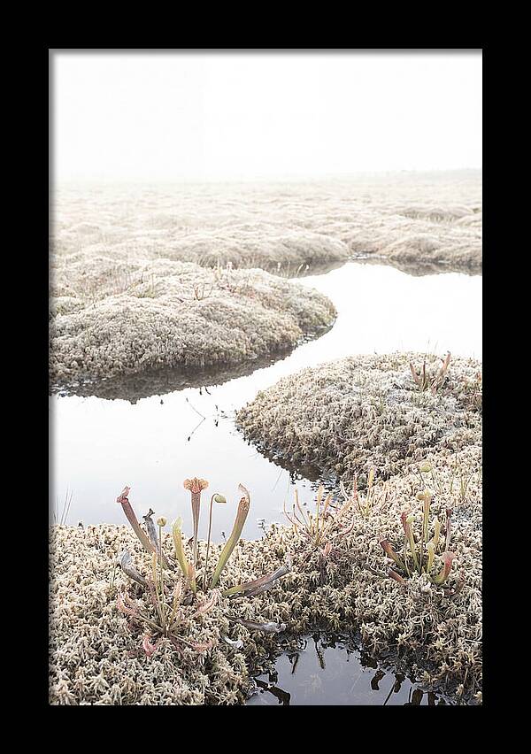 Peat Moss Bog Serenity