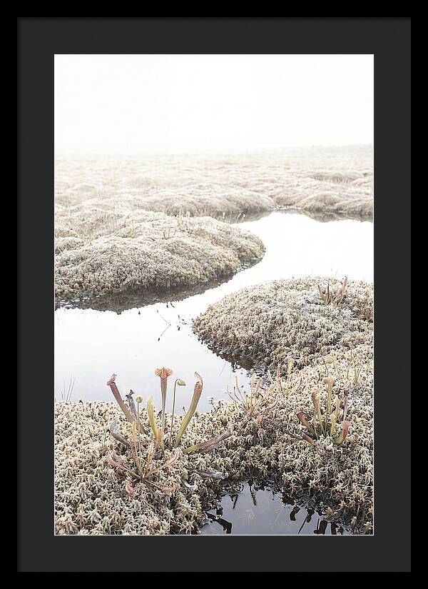 Peat Moss Bog Serenity
