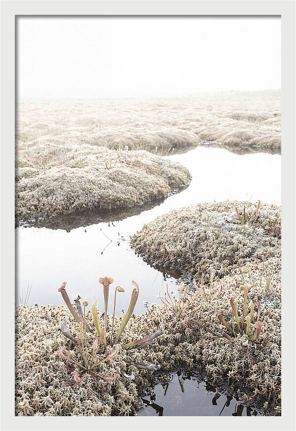 Peat Moss Bog Serenity