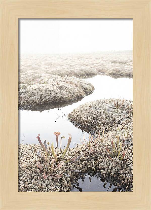 Peat Moss Bog Serenity