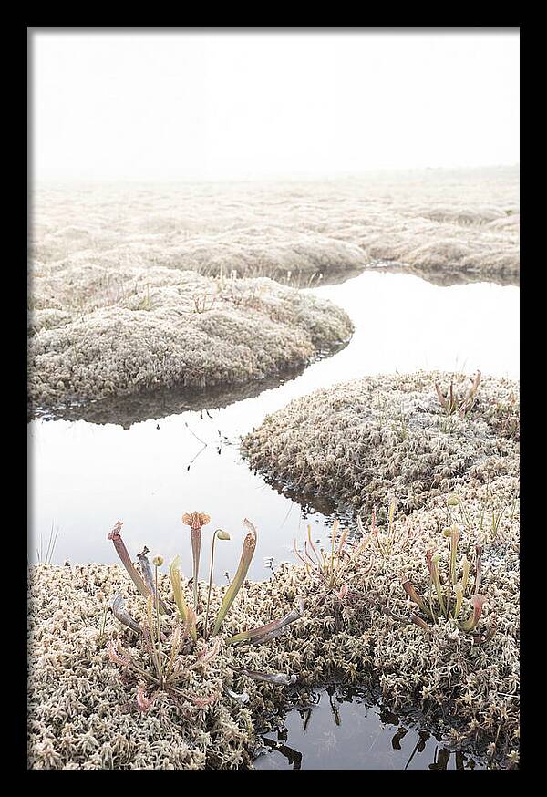 Peat Moss Bog Serenity