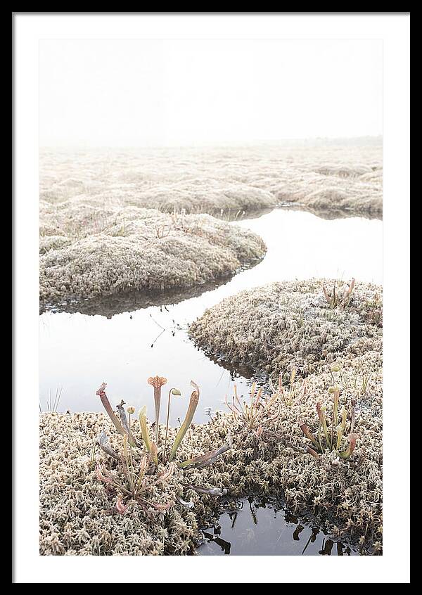 Peat Moss Bog Serenity