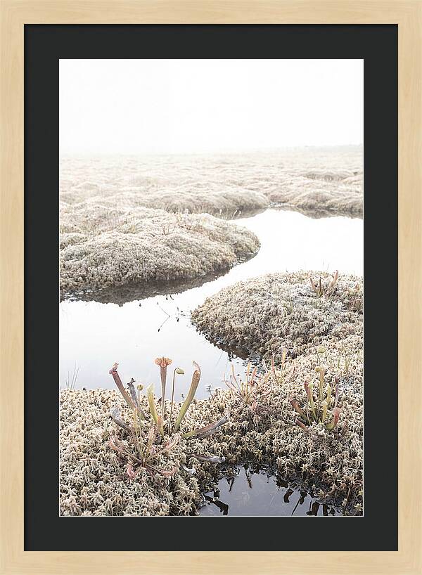 Peat Moss Bog Serenity
