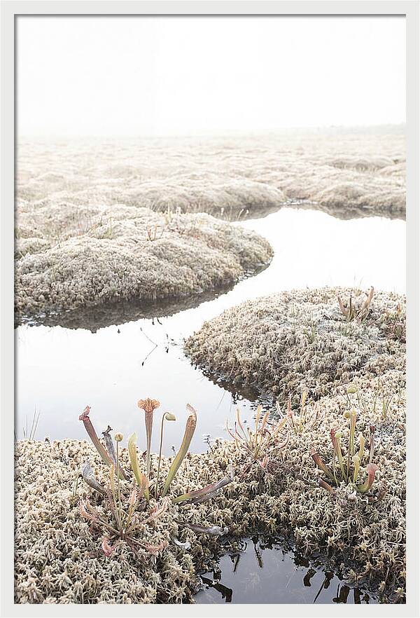 Peat Moss Bog Serenity