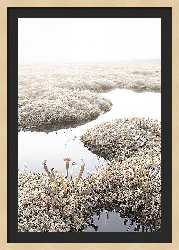Peat Moss Bog Serenity