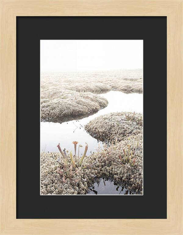 Peat Moss Bog Serenity