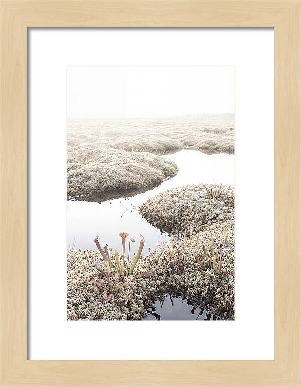 Peat Moss Bog Serenity
