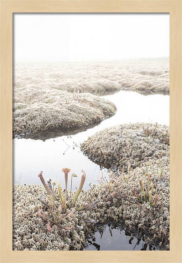 Peat Moss Bog Serenity