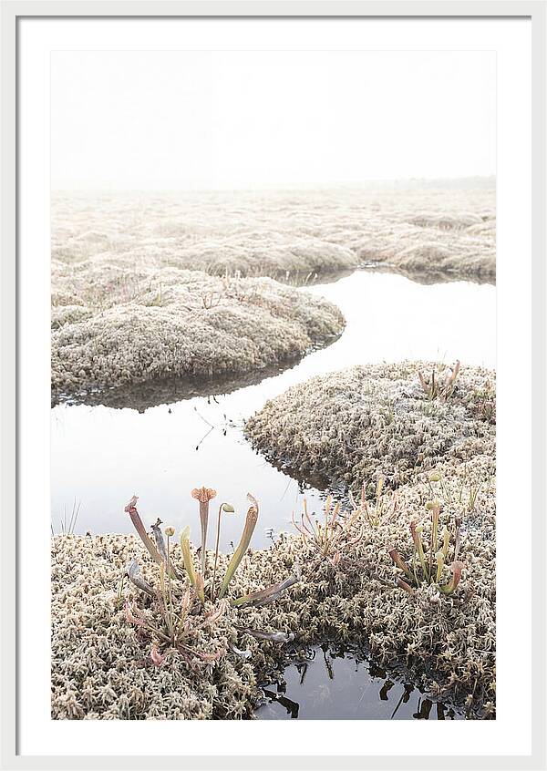 Peat Moss Bog Serenity