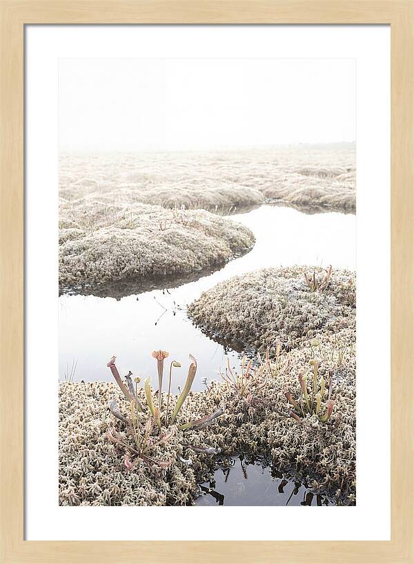 Peat Moss Bog Serenity