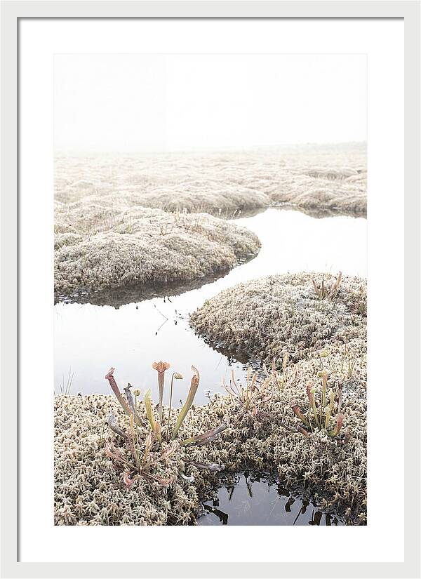 Peat Moss Bog Serenity