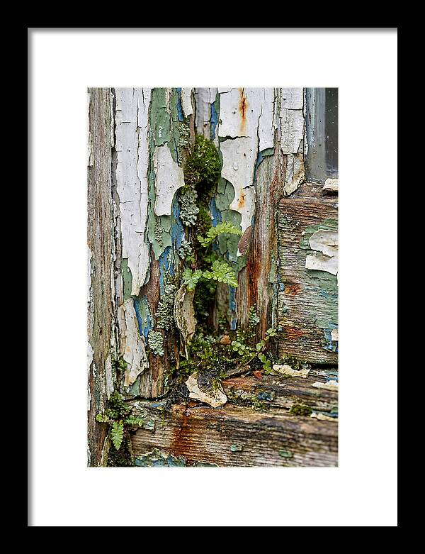 Peeling Paint Nature Reclaim