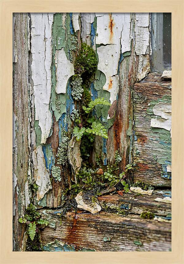 Peeling Paint Nature Reclaim
