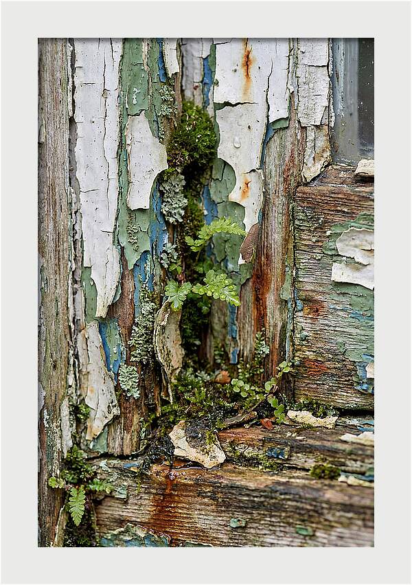 Peeling Paint Nature Reclaim