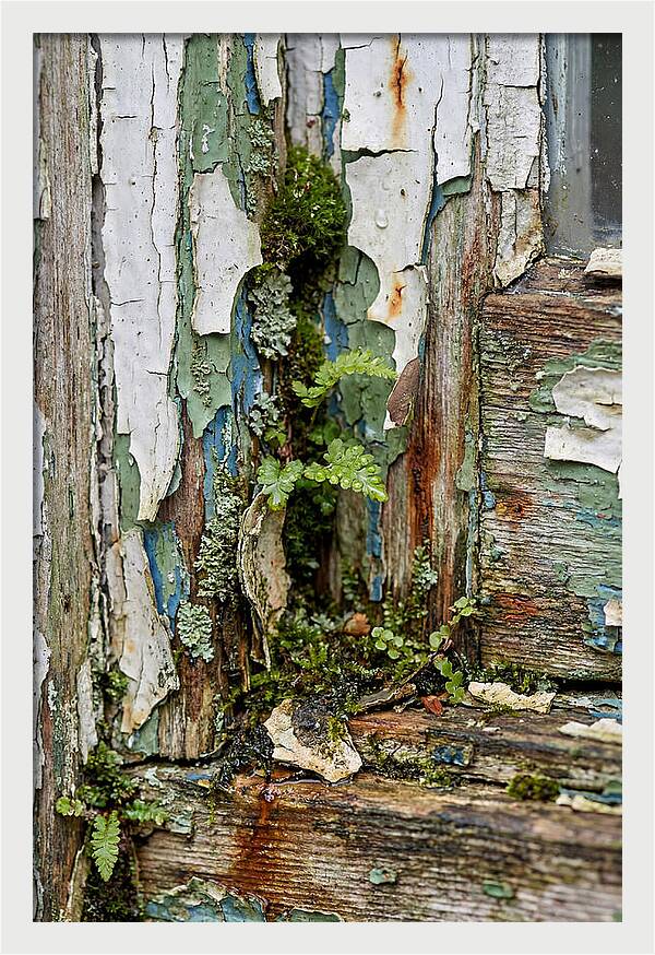 Peeling Paint Nature Reclaim