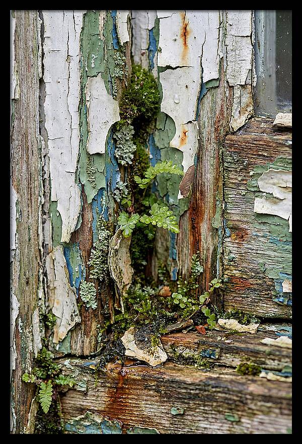 Peeling Paint Nature Reclaim