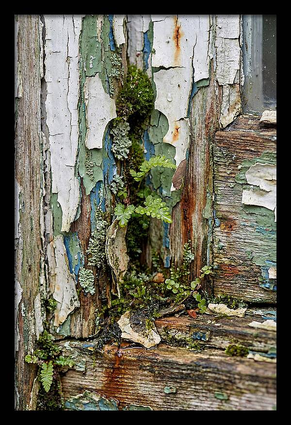 Peeling Paint Nature Reclaim