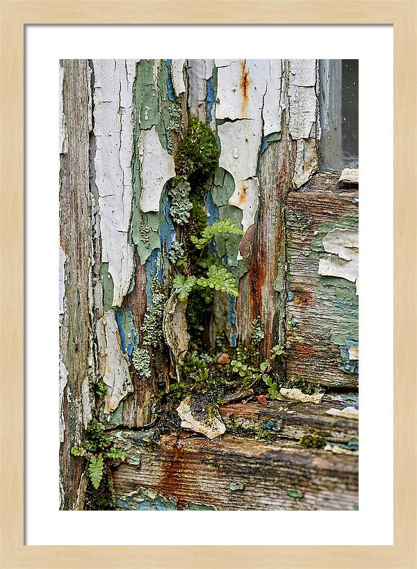 Peeling Paint Nature Reclaim