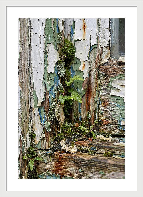 Peeling Paint Nature Reclaim