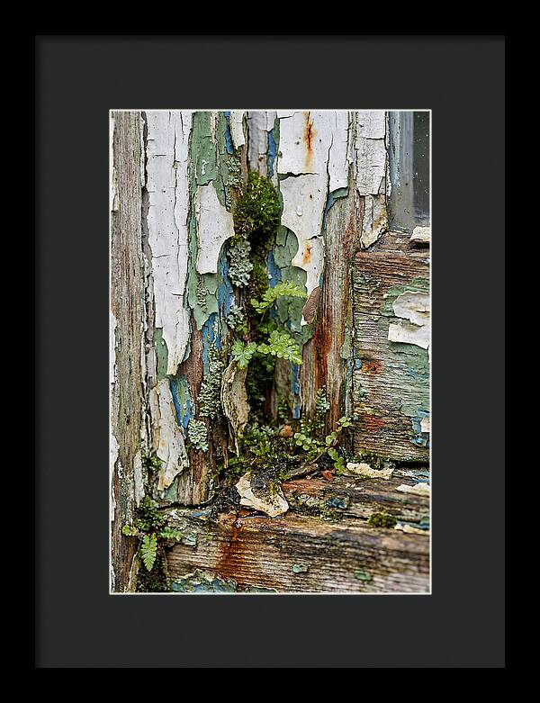 Peeling Paint Nature Reclaim
