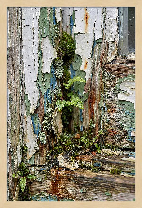 Peeling Paint Nature Reclaim