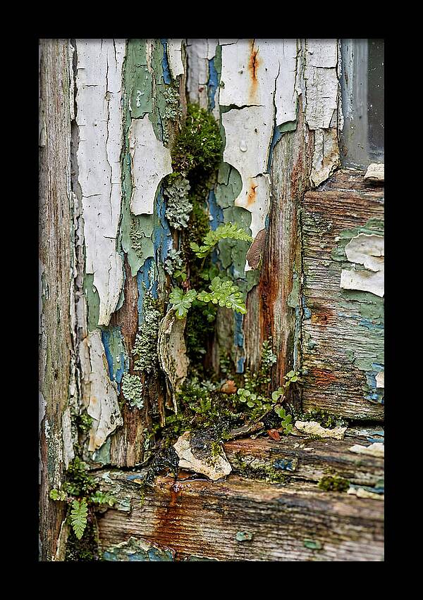 Peeling Paint Nature Reclaim